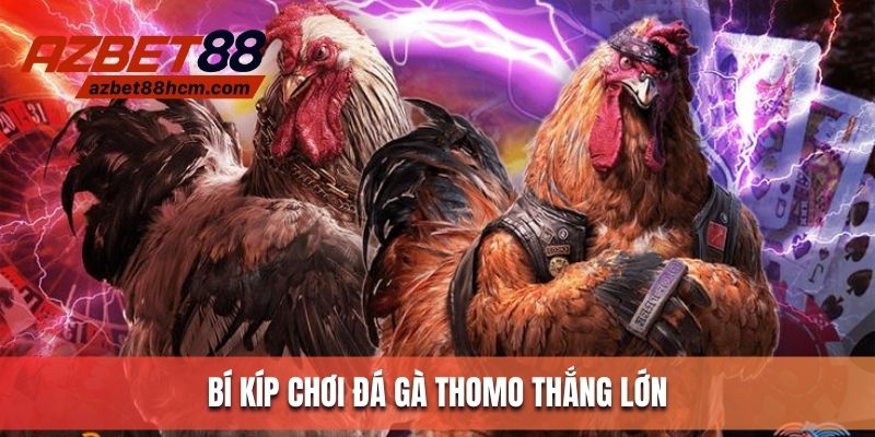 Bí kíp vàng chơi cá cược đá gà Thomo bất bại, kiếm tiền khủng