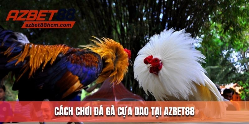 Cách chơi đá gà cựa dao tại nhà cái Azbet88