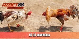 đá gà campuchia
