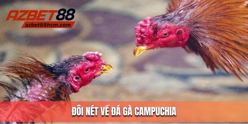Đá gà Campuchia - Sàn đấu của các chiến binh lông vũ xuất sắc