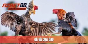 đá gà cựa dao