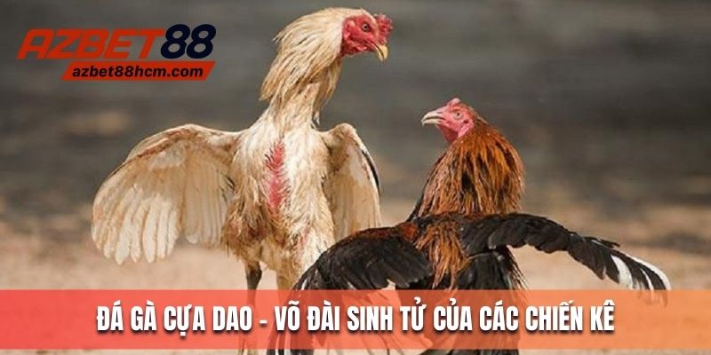 Đá gà cựa dao - Võ đài sinh tử cho chiến kê