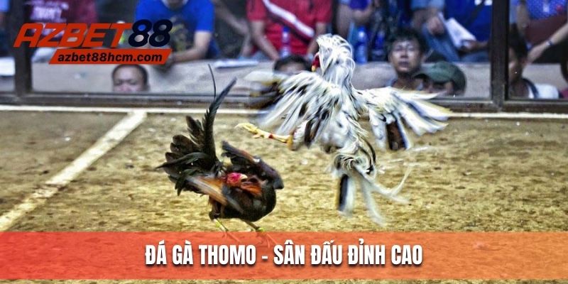 Đá gà Thomo - Sân đấu đỉnh cao, đón đầu xu thế