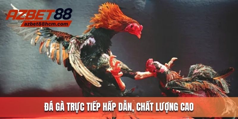 Đá gà trực tiếp - Hình thức giải trí hấp dẫn, chất lượng