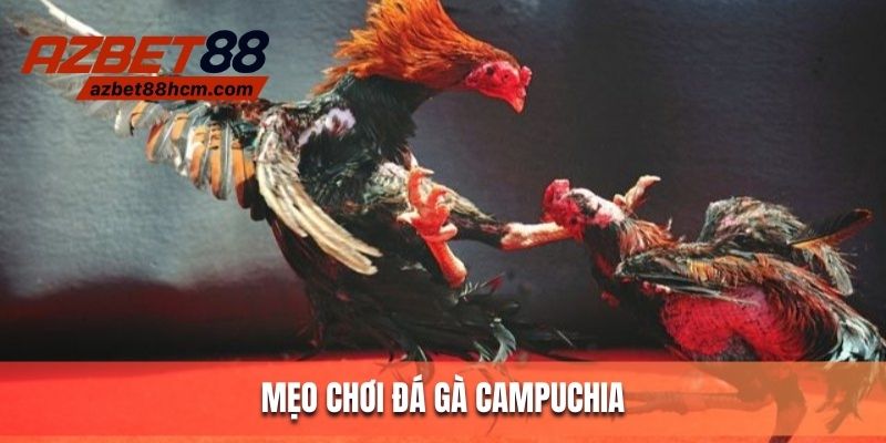 Mẹo vàng chơi cá cược đá gà đỉnh cao tại Azbet88