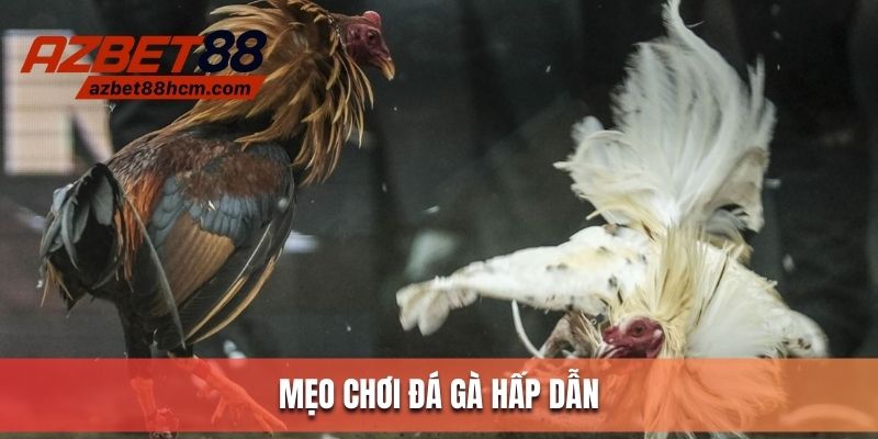 Mẹo vàng giúp kê thủ chơi đá gà bất bại