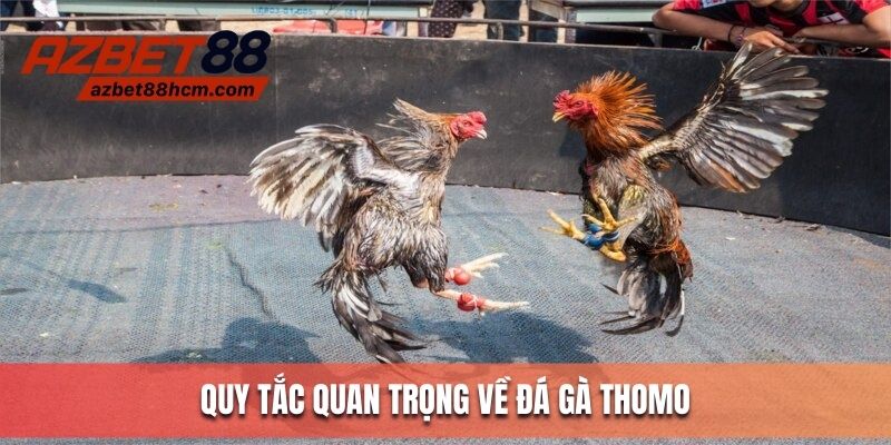 Quy tắc quan trọng về bộ môn đá gà Thomo