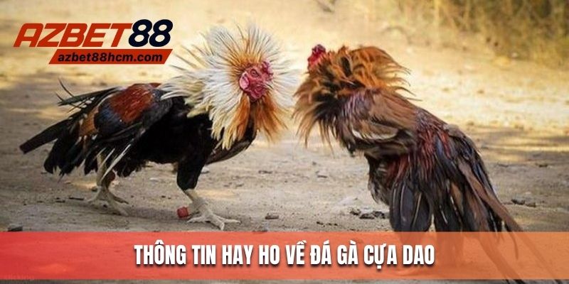 Thông tin hay ho về đá gà cựa dao